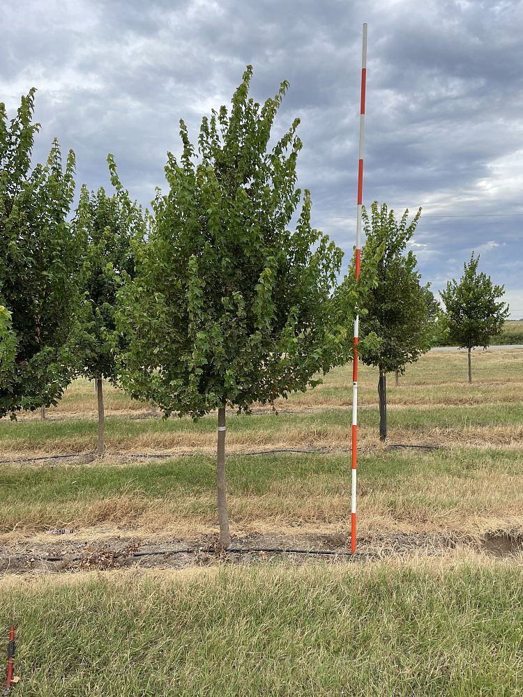 acer-buergerianum-aeryn-trident-maple