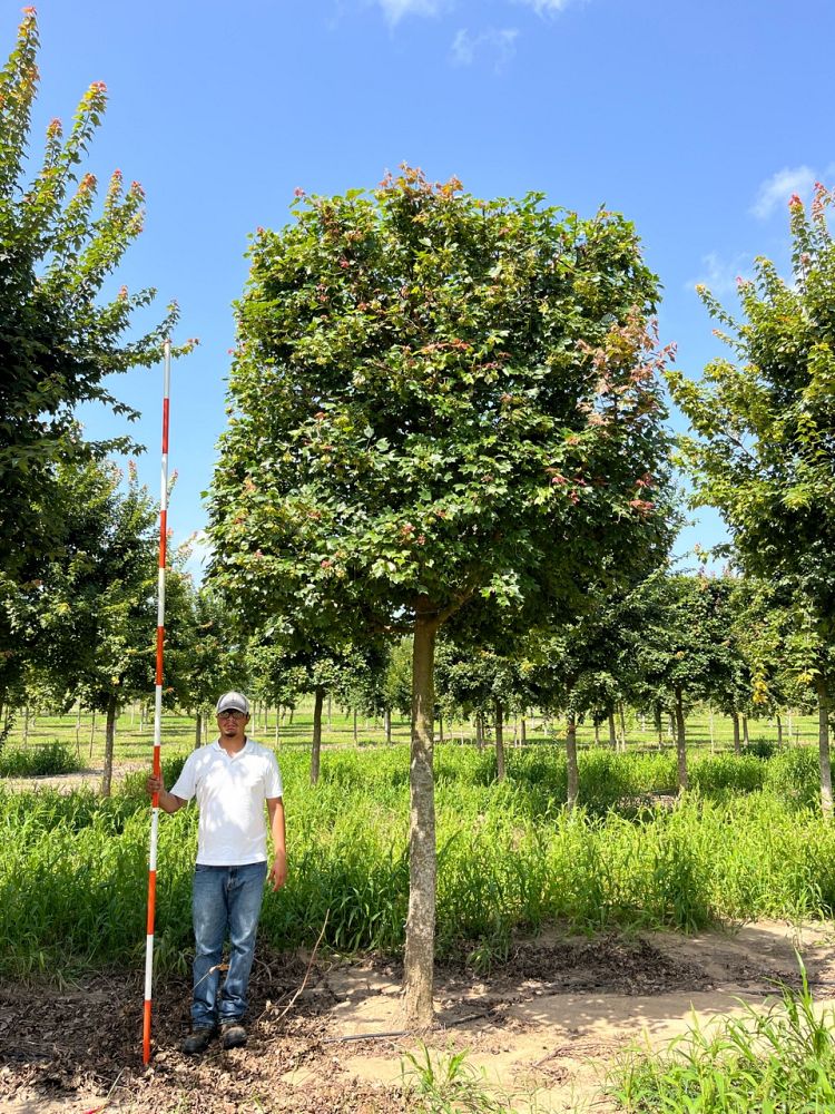 acer-buergerianum-blood-moon-trident-maple-rusty-allen