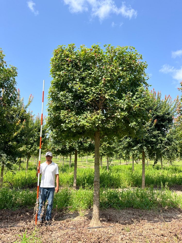 acer-buergerianum-blood-moon-trident-maple-rusty-allen