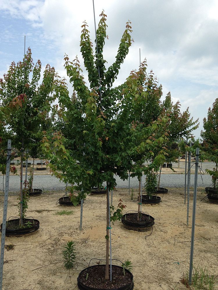 acer-buergerianum-trident-maple