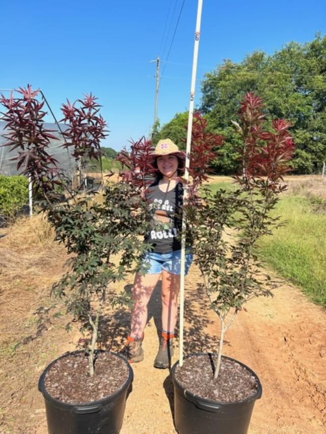 acer-palmatum-atropurpureum-japanese-maple-red-leaf