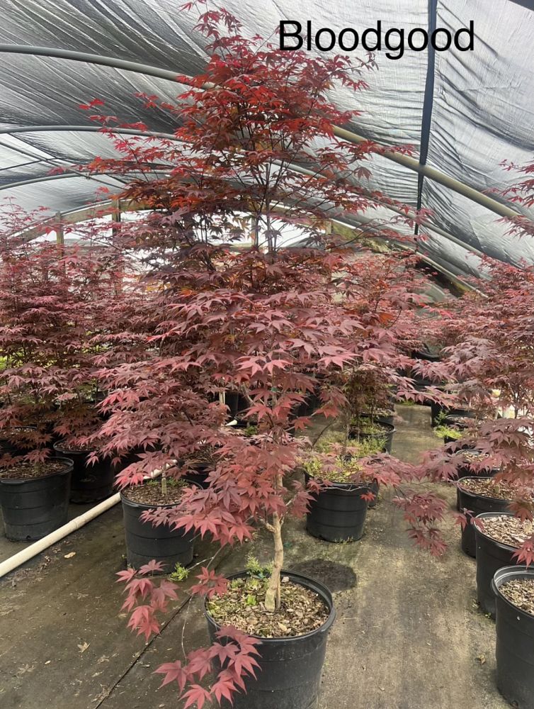 acer-palmatum-bloodgood-japanese-maple