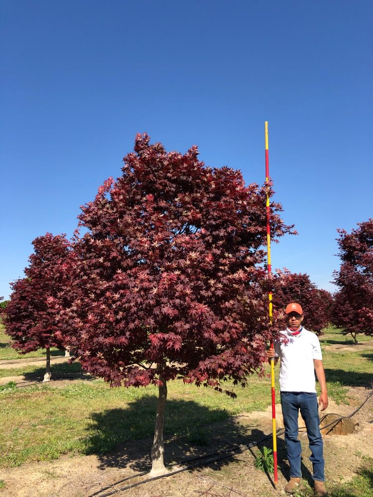 acer-palmatum-bloodgood-japanese-maple