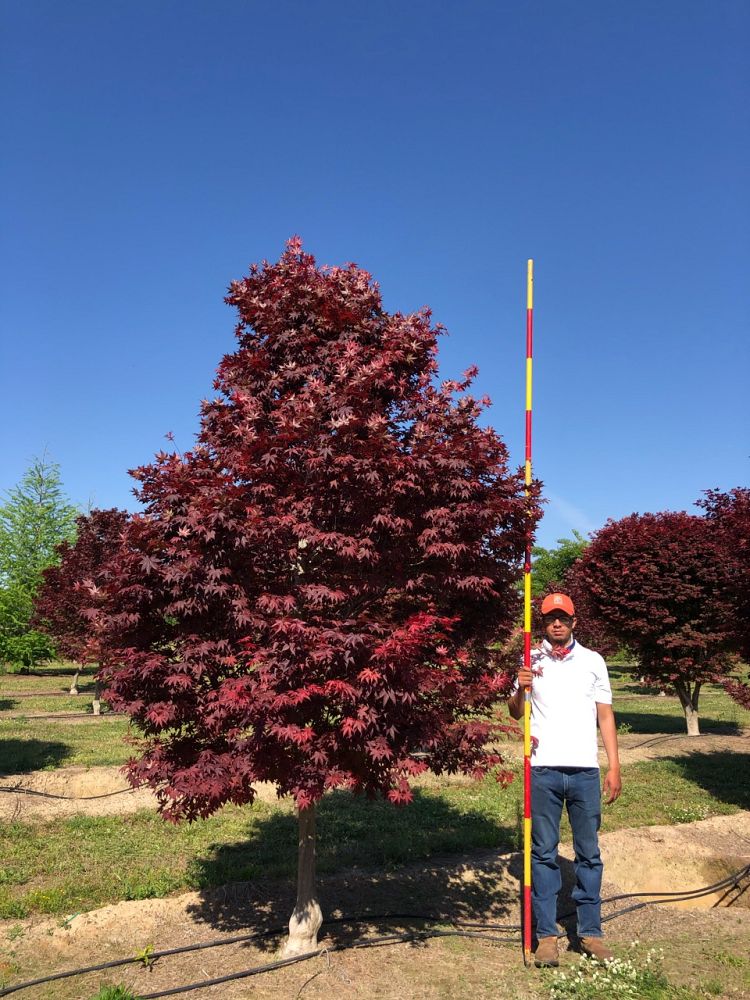 acer-palmatum-bloodgood-japanese-maple