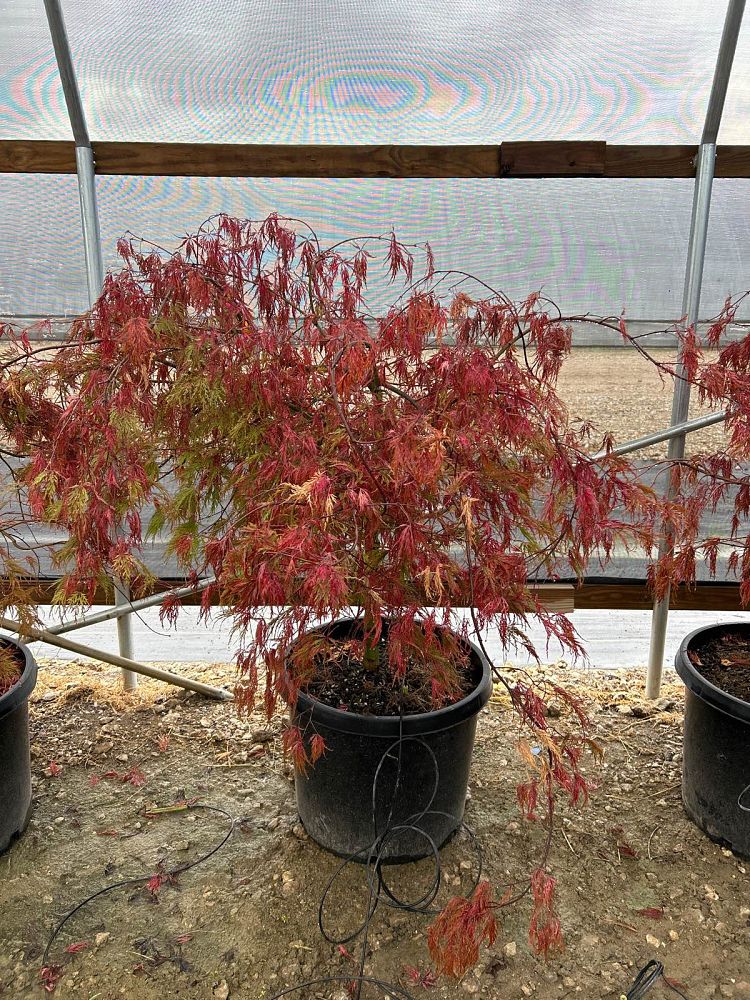 acer-palmatum-dissectum-crimson-queen-weeping-laceleaf-japanese-maple