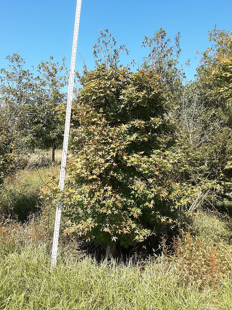 acer-palmatum-green-japanese-maple