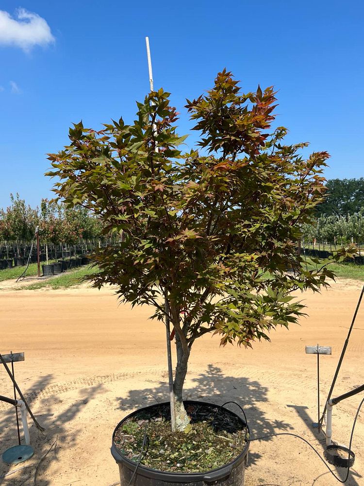 acer-palmatum-japanese-maple
