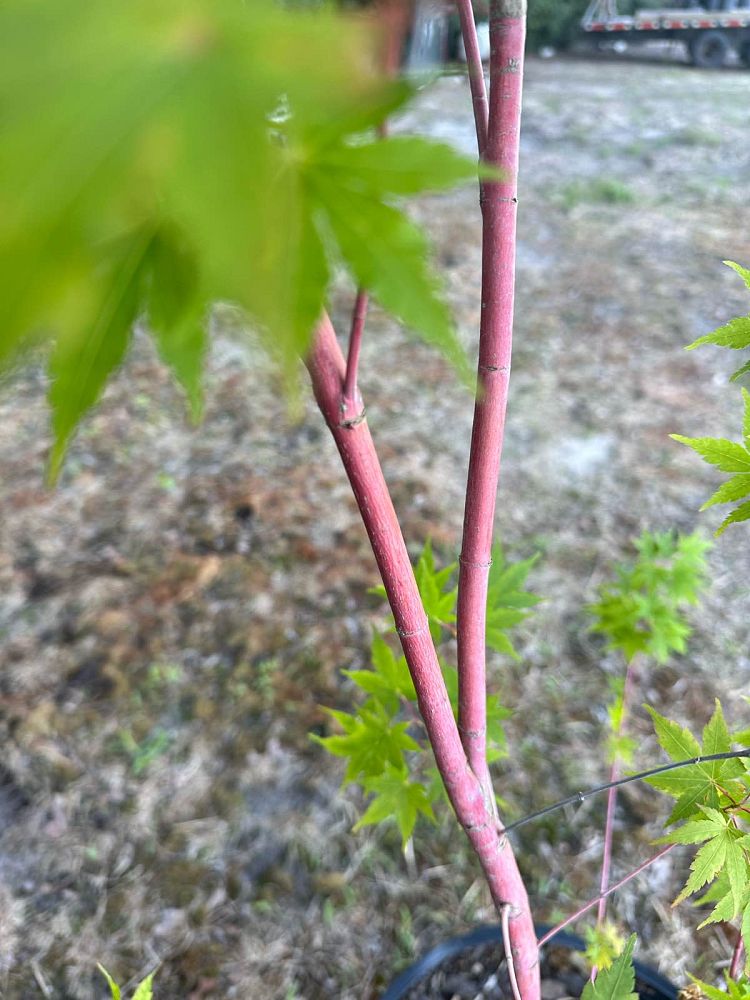 acer-palmatum-sango-kaku-japanese-maple-coral-bark
