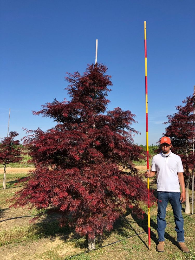 acer-palmatum-tamukeyama-japanese-maple