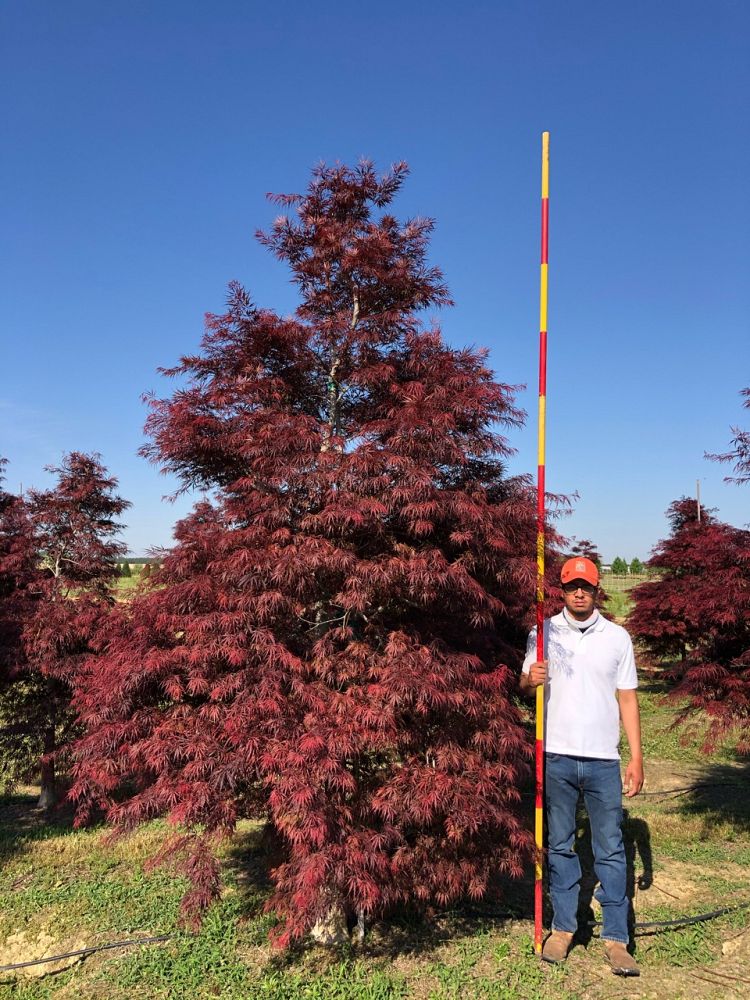 acer-palmatum-tamukeyama-japanese-maple