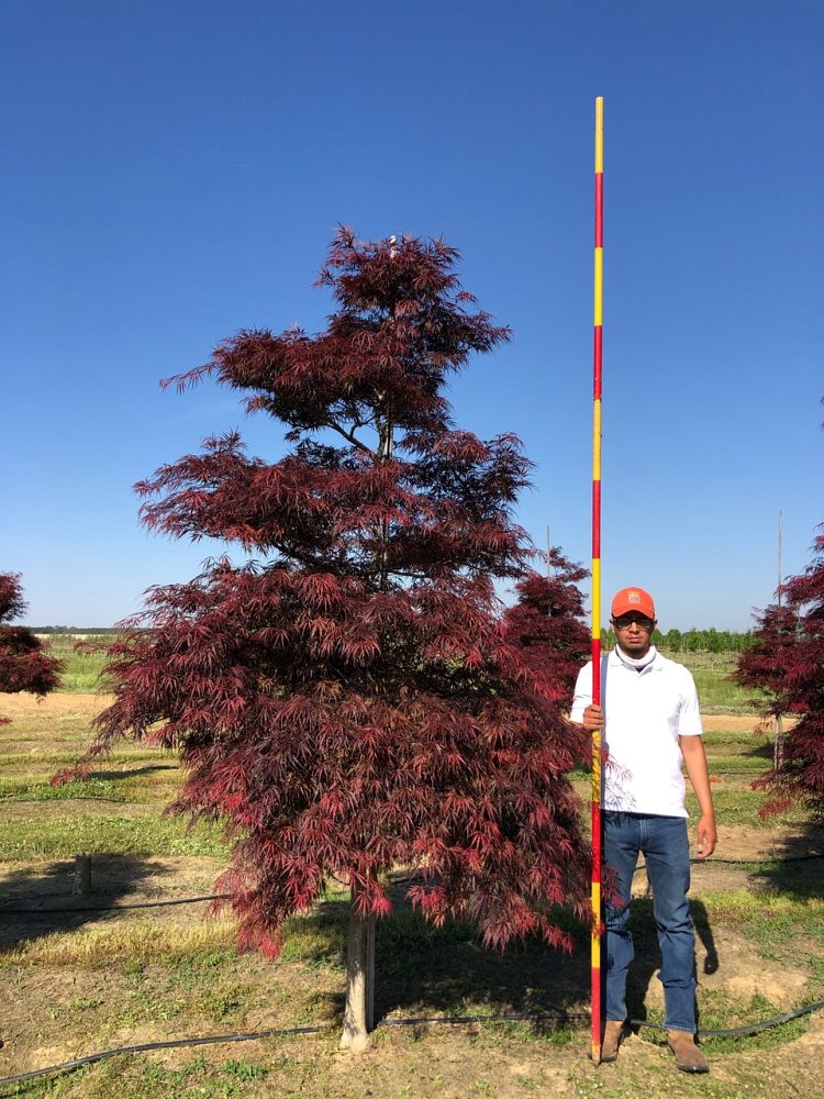 acer-palmatum-tamukeyama-japanese-maple