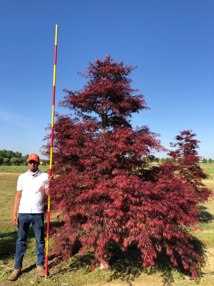 acer-palmatum-tamukeyama-japanese-maple