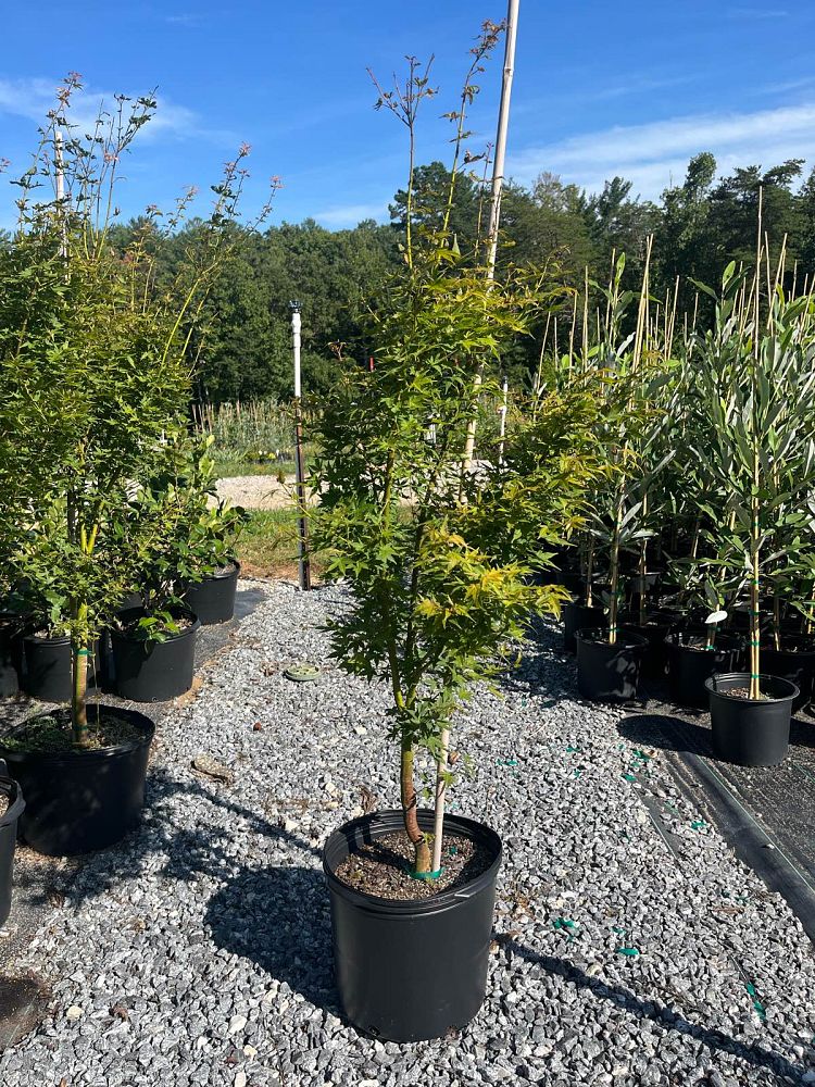 acer-palmatum-tsukasa-silhouette-japanese-maple