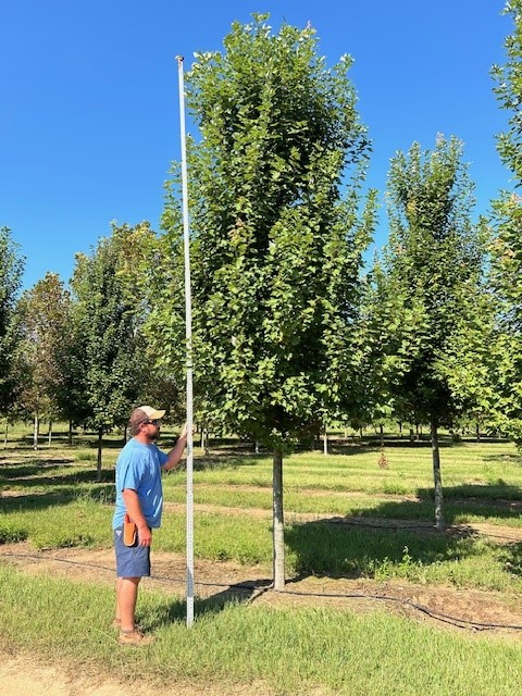 acer-rubrum-brandywine-red-maple