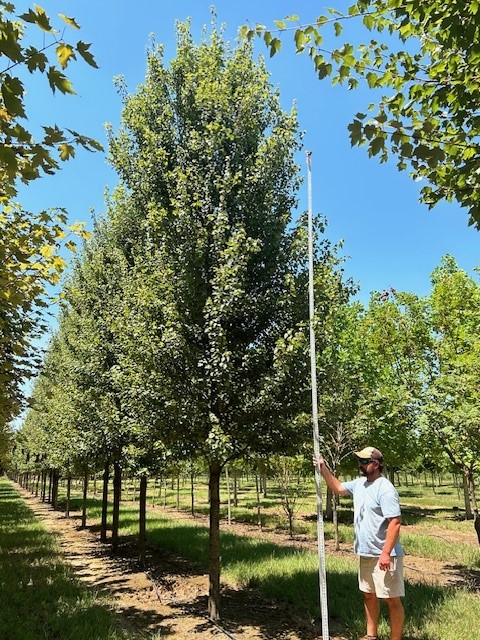 acer-rubrum-brandywine-red-maple