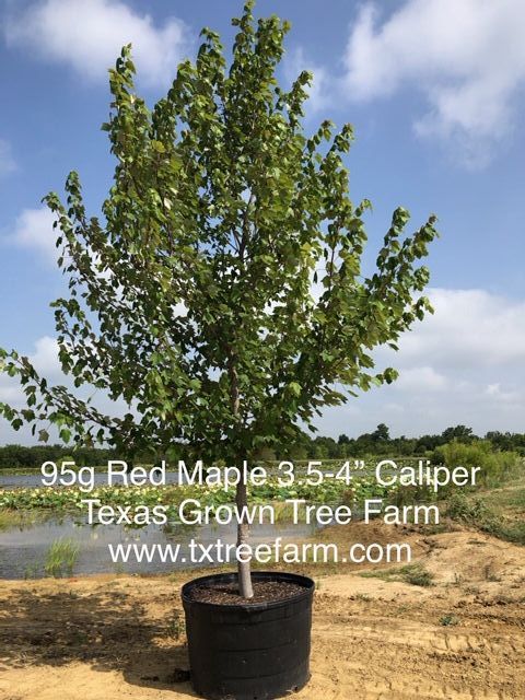 acer-rubrum-burgundy-belle-red-maple-magnificent-magenta