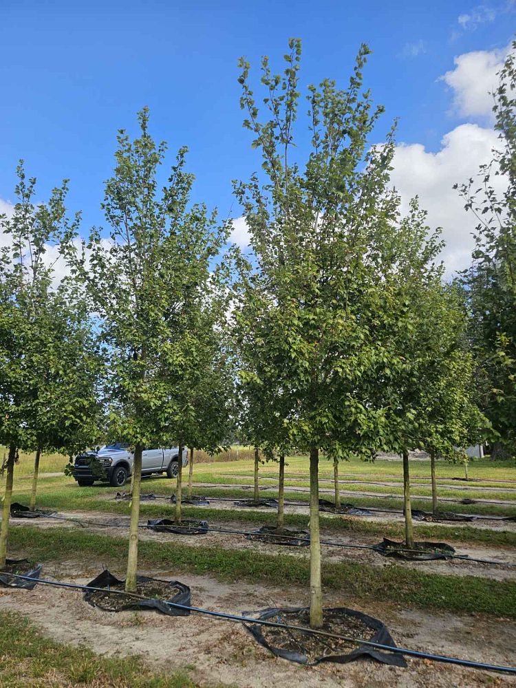 acer-rubrum-florida-flame-red-maple