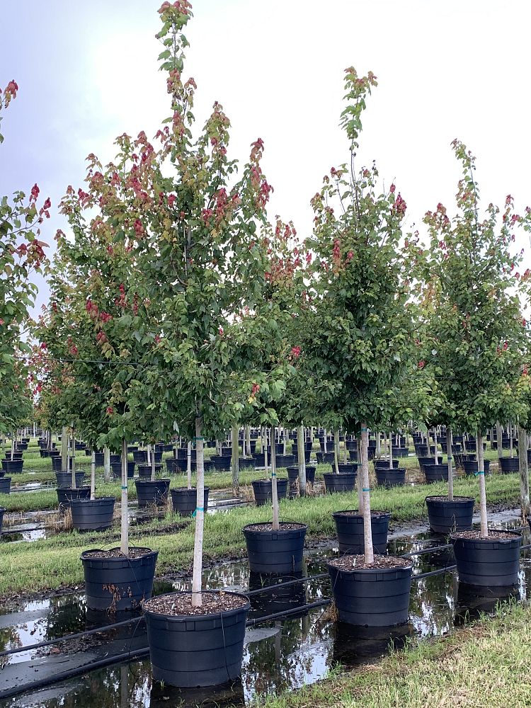 acer-rubrum-florida-flame-red-maple