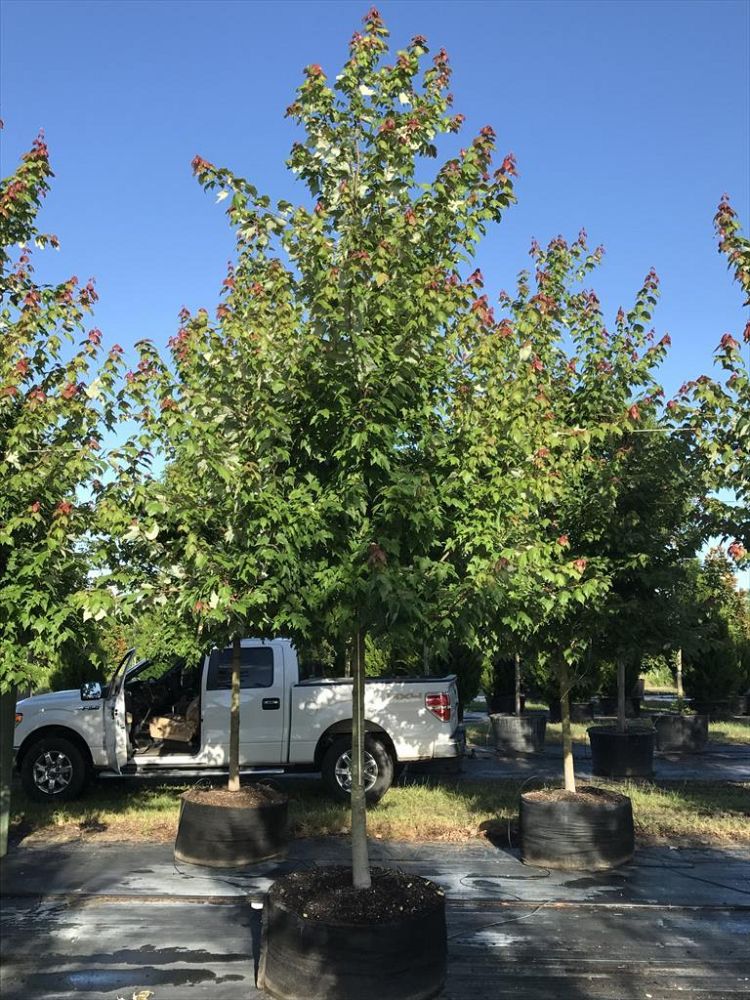 acer-rubrum-florida-flame-red-maple