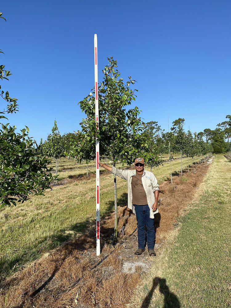 acer-rubrum-florida-flame-red-maple