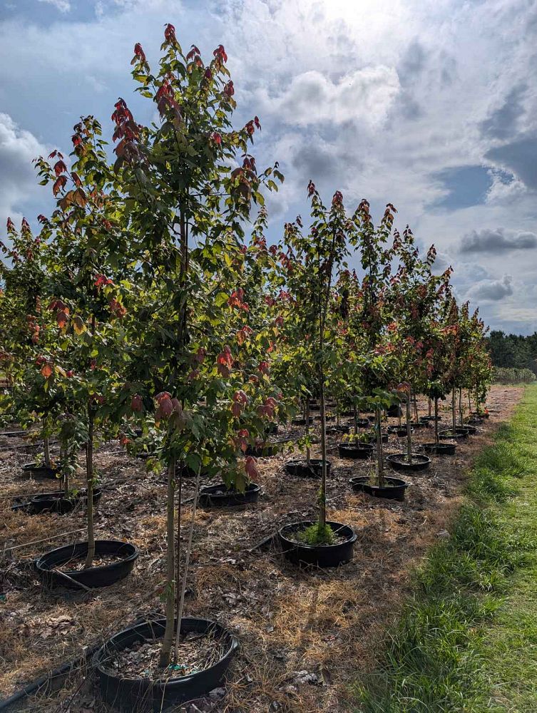 acer-rubrum-florida-flame-red-maple