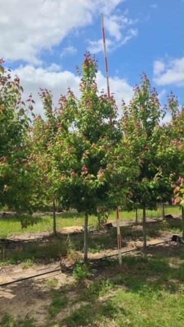 acer-rubrum-florida-flame-red-maple