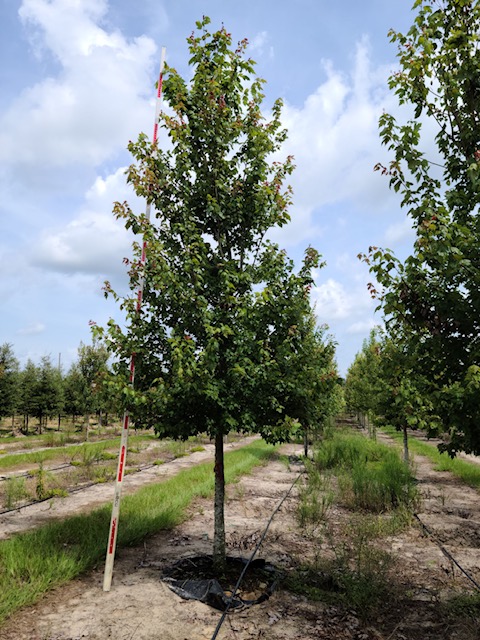 acer-rubrum-florida-flame-red-maple