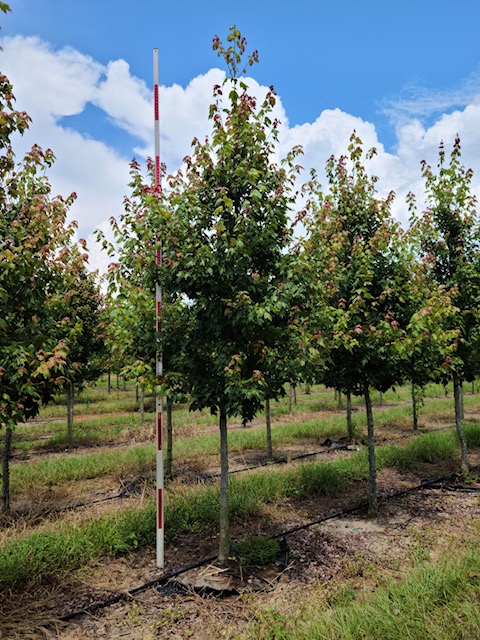 acer-rubrum-florida-flame-red-maple