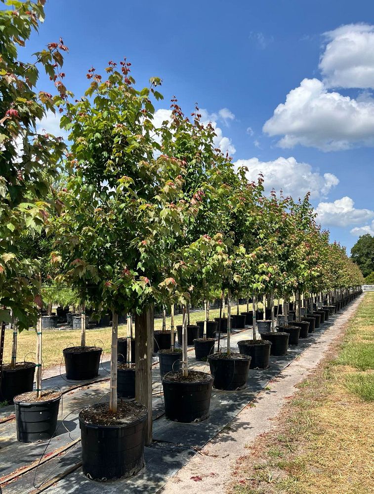 acer-rubrum-florida-flame-red-maple