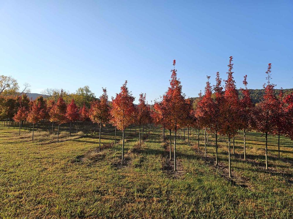 acer-rubrum-frank-jr-redpointe-reg-maple