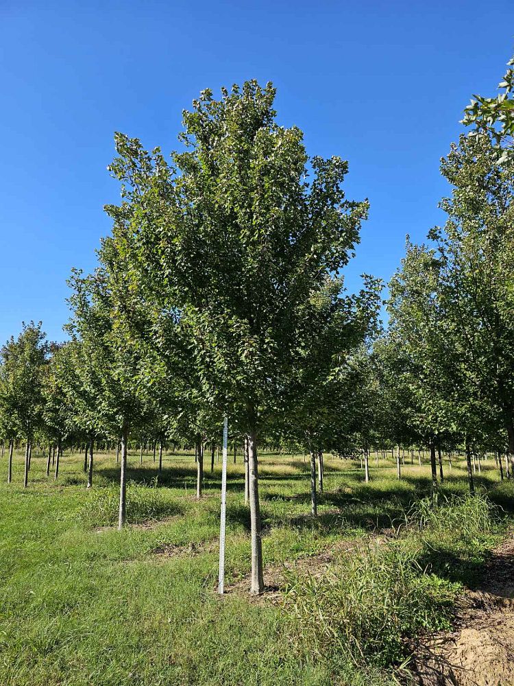 acer-rubrum-frank-jr-redpointe-reg-maple