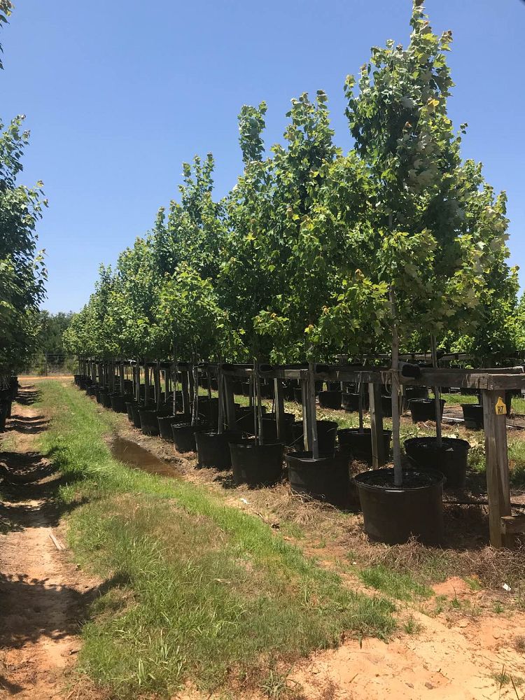 Buck Jones Nursery