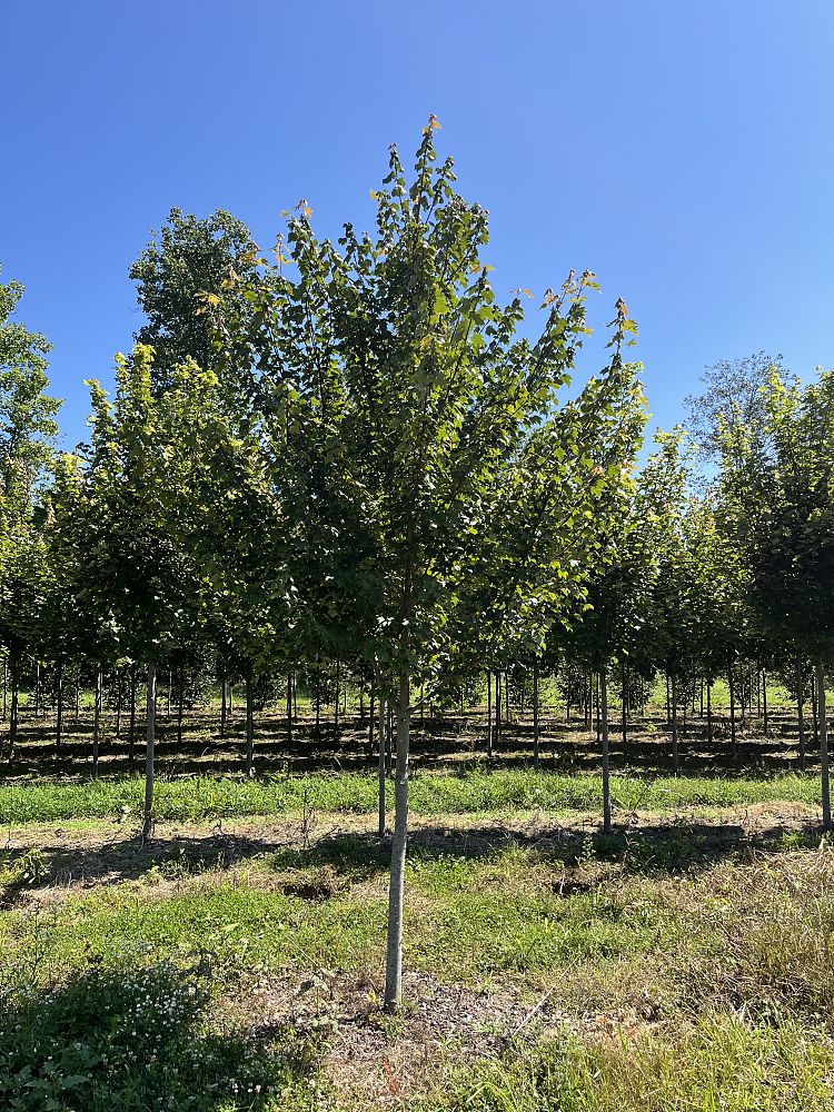 acer-rubrum-october-glory-red-maple-pni-0268