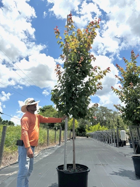 acer-rubrum-october-glory-red-maple-pni-0268