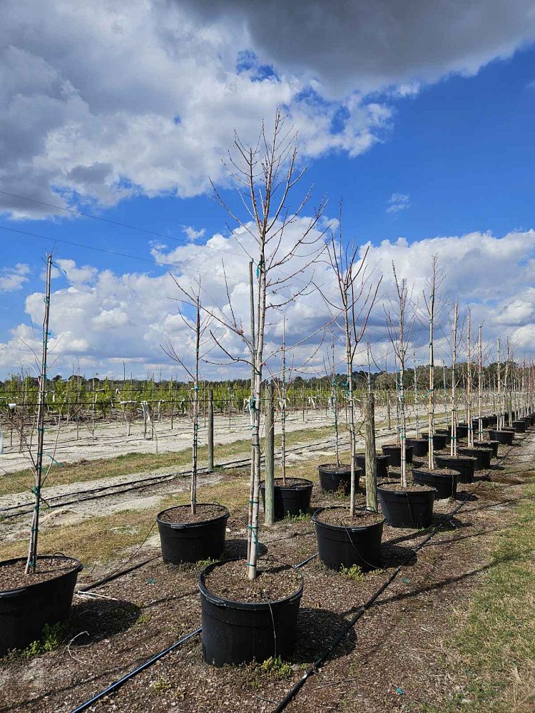 acer-rubrum-red-maple-rufacer-rubrum