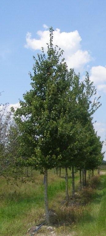 acer-rubrum-red-maple-rufacer-rubrum