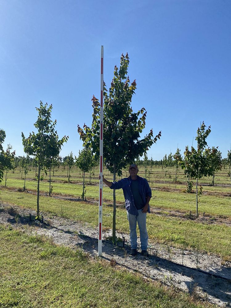 acer-rubrum-red-maple-rufacer-rubrum