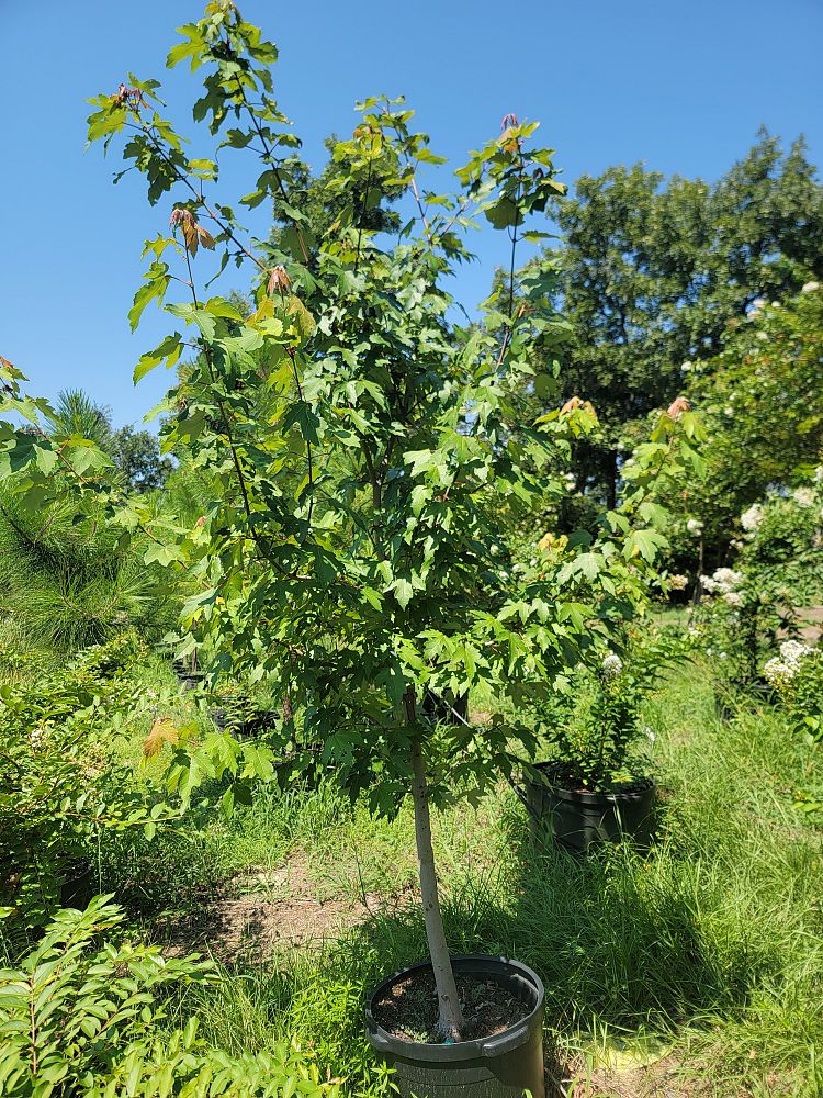 acer-rubrum-red-maple-rufacer-rubrum