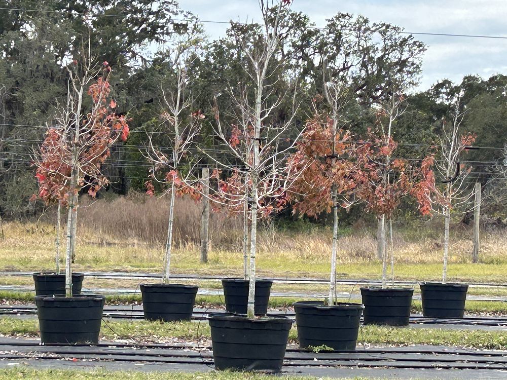 acer-rubrum-red-maple-rufacer-rubrum