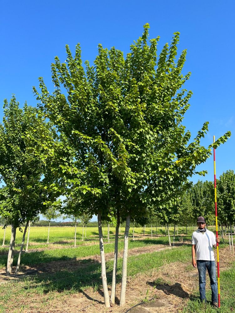 acer-rubrum-red-maple-rufacer-rubrum