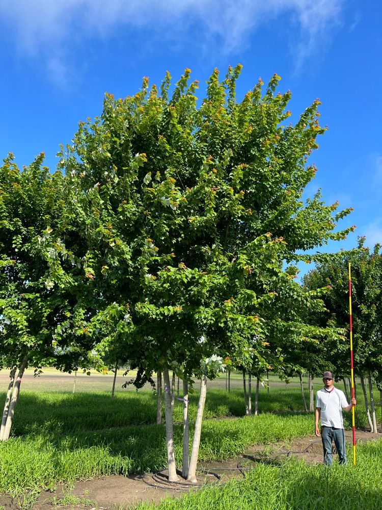 acer-rubrum-red-maple-rufacer-rubrum