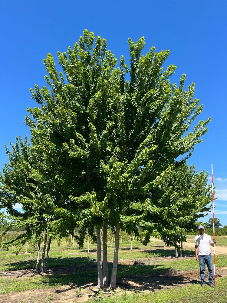 acer-rubrum-red-maple-rufacer-rubrum