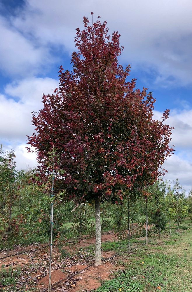 acer-rubrum-rvf-1-red-sky-red-maple