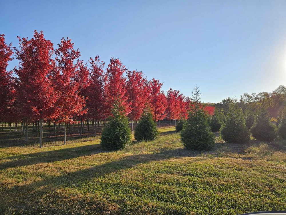 acer-x-freemanii-jeffersred-freeman-red-maple-autumn-blaze