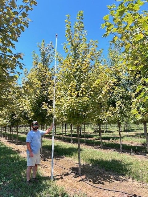 acer-x-freemanii-jeffersred-freeman-red-maple-autumn-blaze