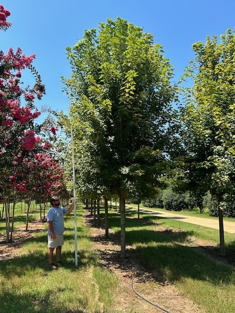 acer-x-freemanii-jeffersred-freeman-red-maple-autumn-blaze