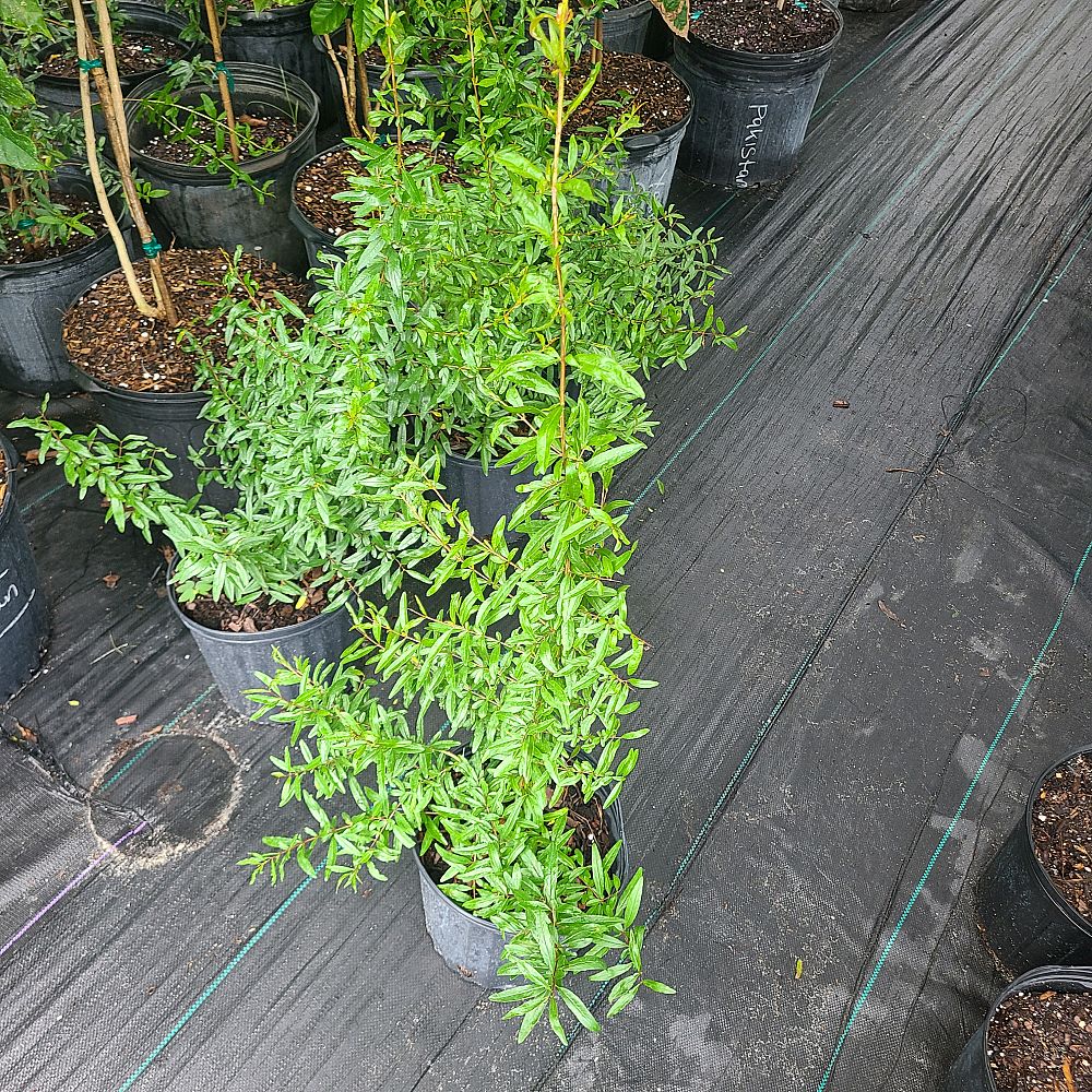 achillea-millefolium-pomegranate-common-yarrow