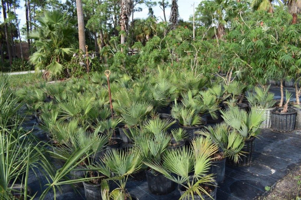 acoelorrhaphe-wrightii-everglades-palm-paurotis-palm