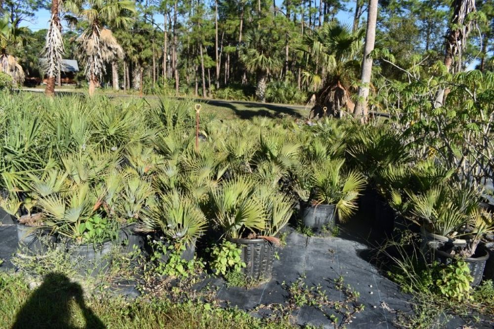 acoelorrhaphe-wrightii-everglades-palm-paurotis-palm