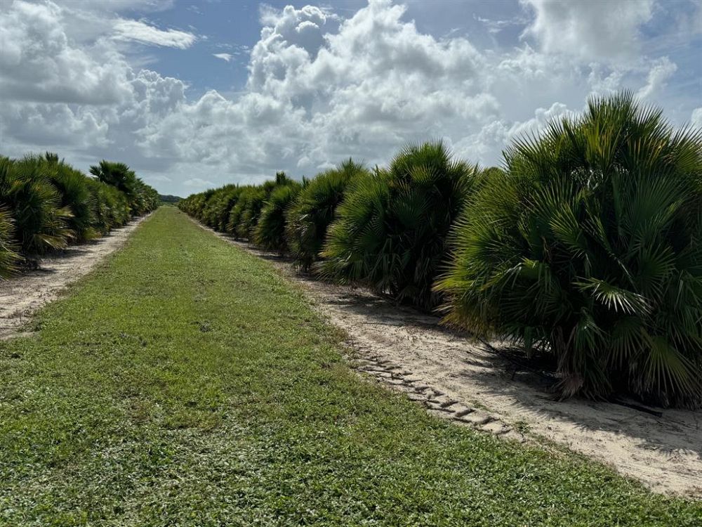 acoelorrhaphe-wrightii-everglades-palm-paurotis-palm